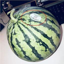 东北吃瓜网红,揭秘东北美食背后的故事 第1张 东北吃瓜网红,揭秘东北美食背后的故事 第1张